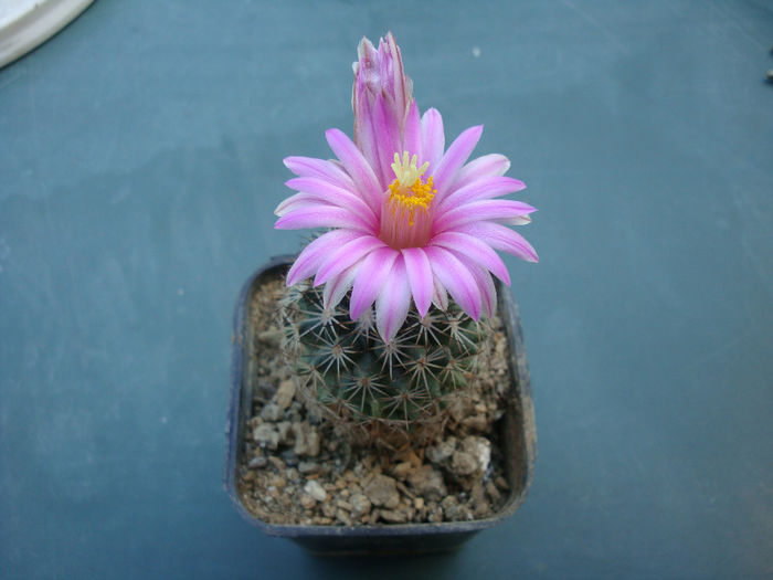 Turbinicarpus mandragora ssp. beguinii - Genul Turbinicarpus