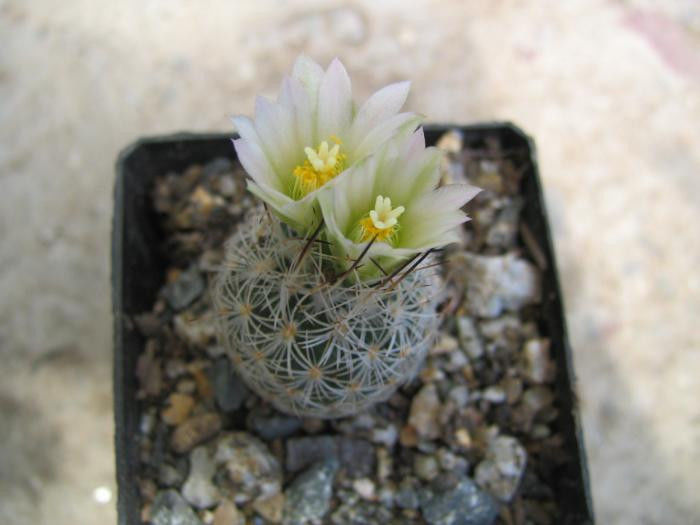 Turbinicarpus mandragora ssp. zaragosae   (Glass & R.A.Foster) L