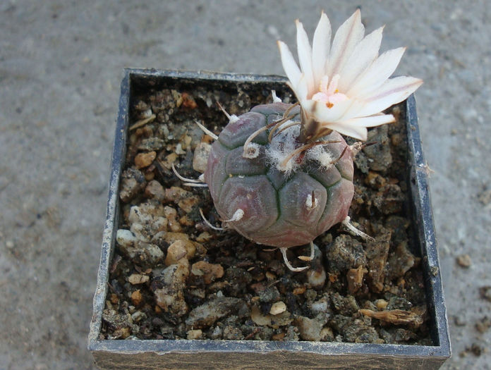 Turbinicarpus polaskii   Backeb 1961 - Genul Turbinicarpus