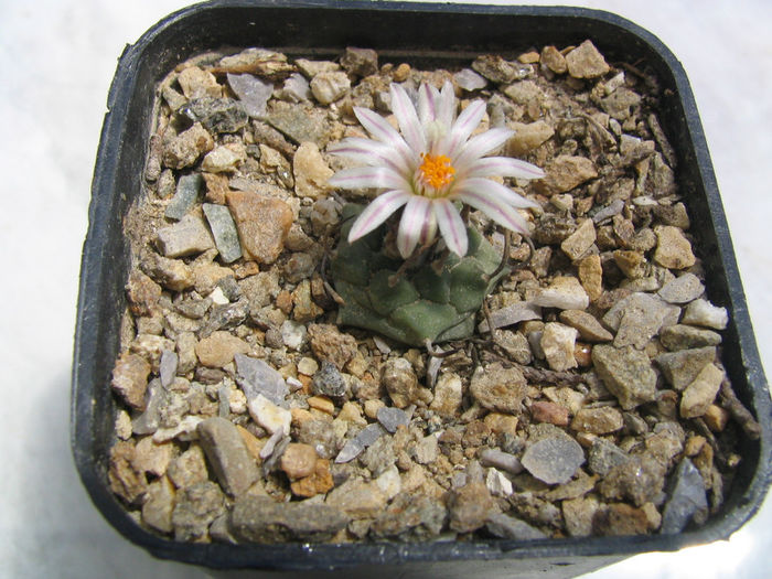 Turbinicarpus polaskii  Backeb 1961