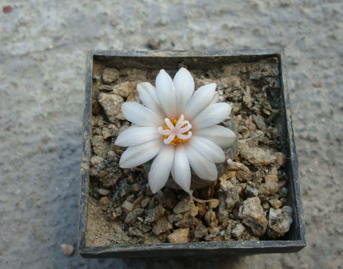 Turbinicarpus polaskii Backeb 1961