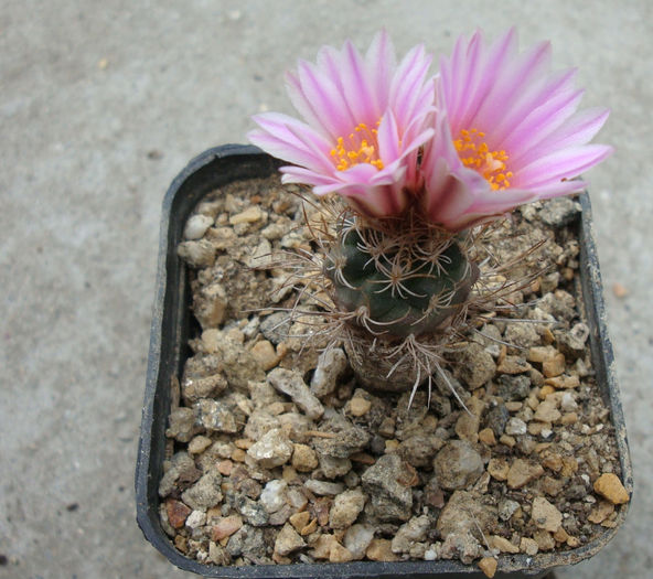 Turbinicarpus pseudomacrochele    (Backeb.) Buxb. & Backeb.1937 - Genul Turbinicarpus