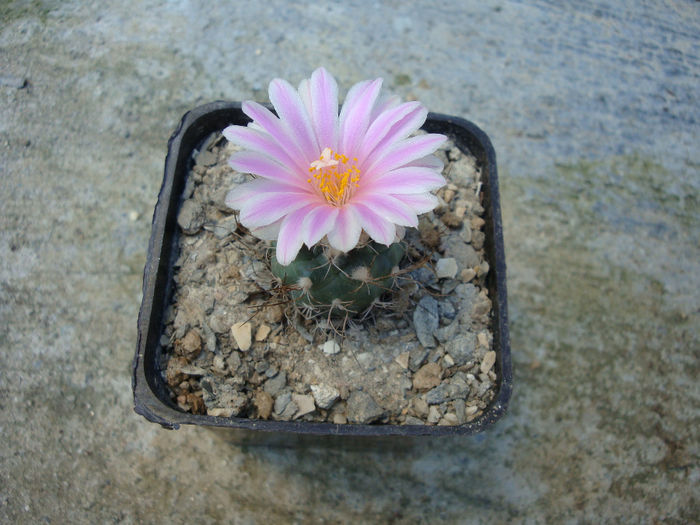 Turbinicarpus pseudomacrochele  (Backeb.) Buxb. & Backeb.1937 - Genul Turbinicarpus