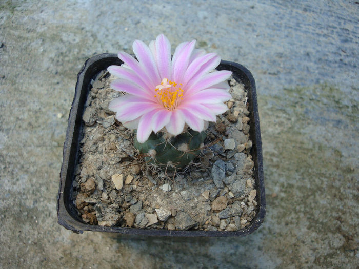 Turbinicarpus pseudomacrochele (Backeb.) Buxb. & Backeb.1937 - Genul Turbinicarpus