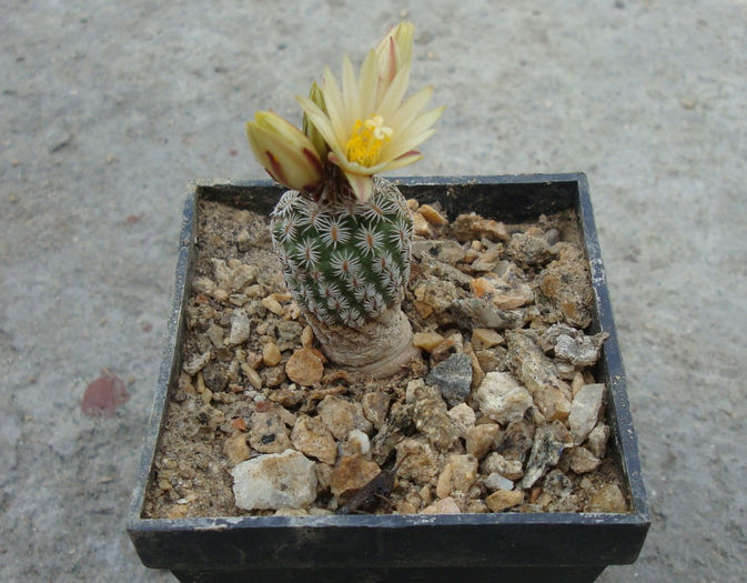 Turbinicarpus pseudomacrochele ssp. krainzianus          (G. Frank) Glass 1997