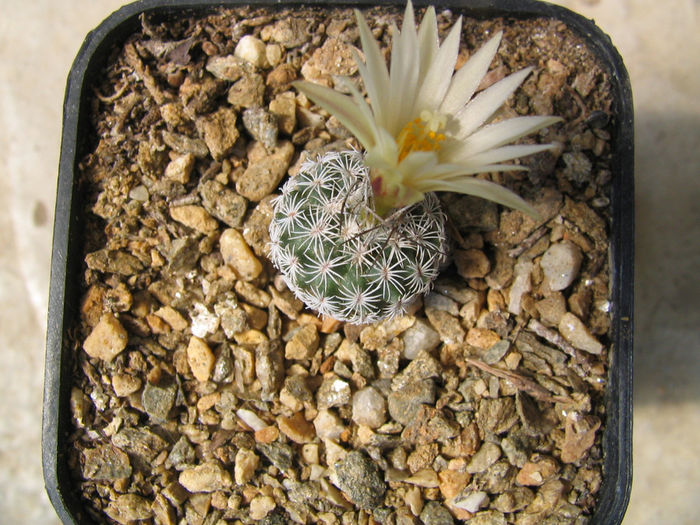 Turbinicarpus pseudomacrochele ssp. krainzianus        (G. Frank) Glass 1997 - Genul Turbinicarpus