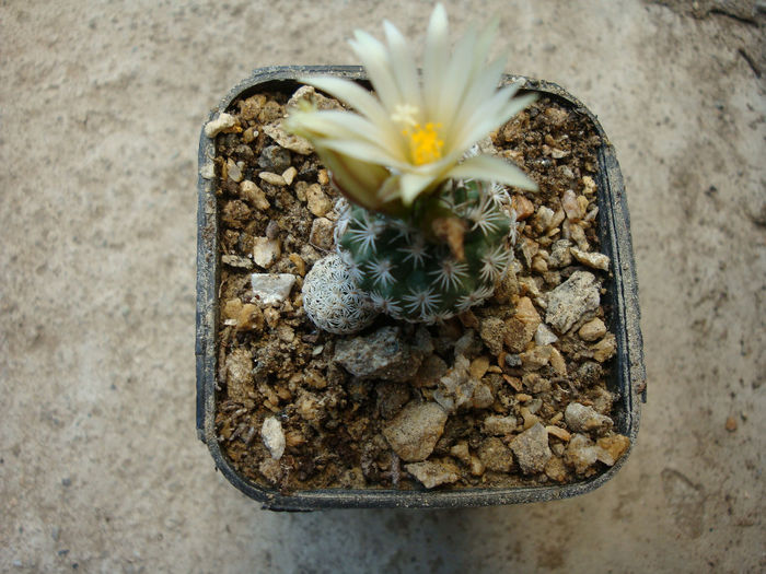 Turbinicarpus pseudomacrochele ssp. krainzianus      (G. Frank) Glass 1997 - Genul Turbinicarpus