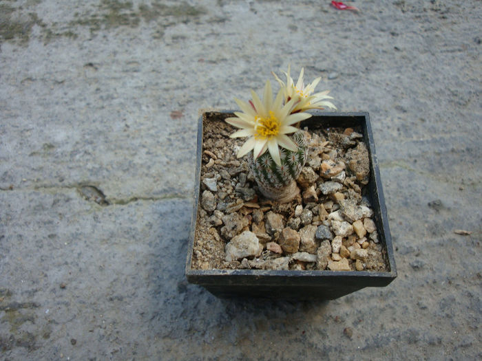Turbinicarpus pseudomacrochele ssp. krainzianus     (G. Frank) Glass 1997 - Genul Turbinicarpus