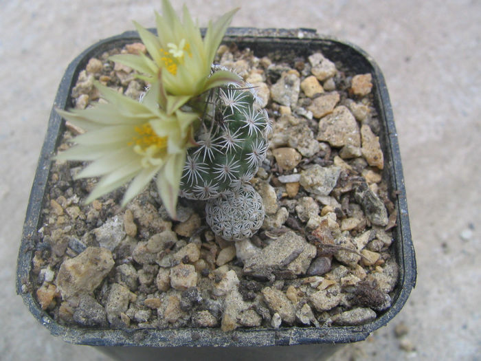 Turbinicarpus pseudomacrochele ssp. krainzianus    (G. Frank) Glass 1997