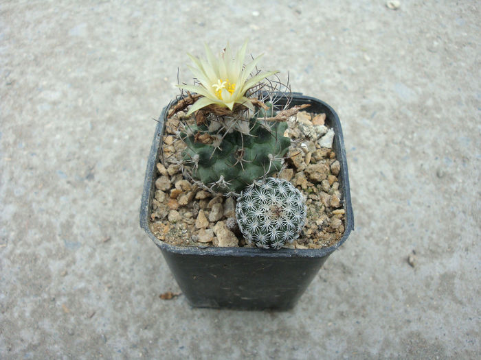Turbinicarpus pseudomacrochele ssp. krainzianus   (G. Frank) Glass 1997