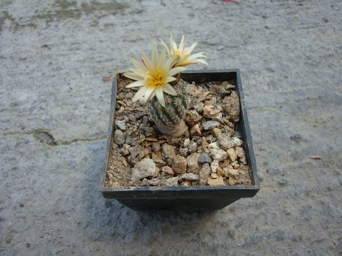 Turbinicarpus pseudomacrochele ssp. krainzianus  (G. Frank) Glass 1997 - Genul Turbinicarpus