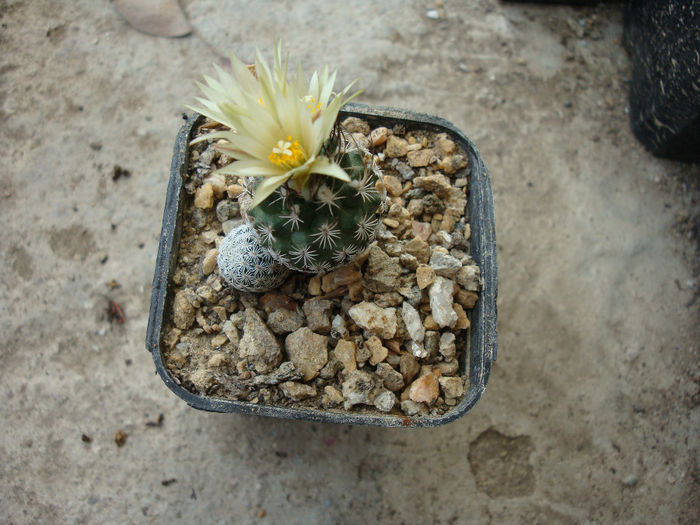 Turbinicarpus pseudomacrochele ssp. krainzianus (G. Frank) Glass 1997