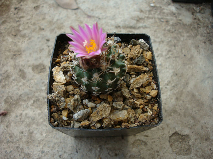 Turbinicarpus pseudomacrochele ssp. lausseri  (Diers & G.Frank) C.E.Glass 1998