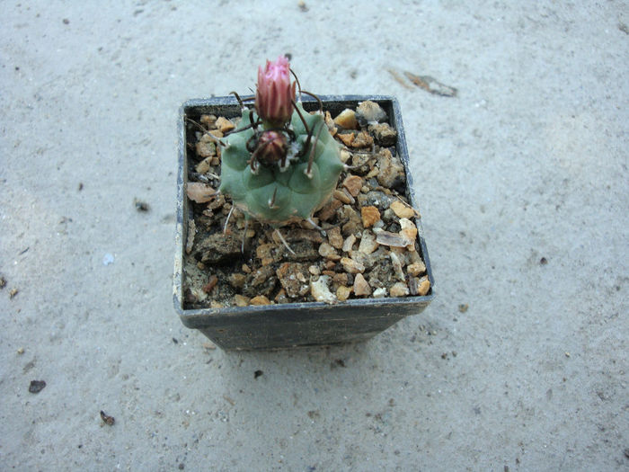 Turbinicarpus roseiflorus          Backeb.1963