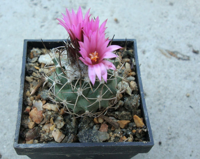 Turbinicarpus roseiflorus    Backeb.1963