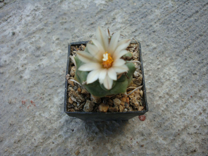 Turbinicarpus schmiedickeanus    (Boed.) Buxb. & Backeb.1937
