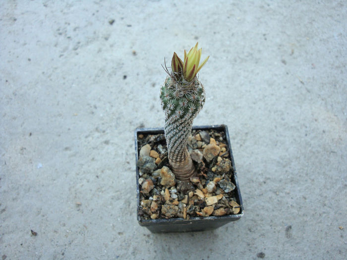 Turbinicarpus schmiedickeanus ssp. bonatzii     (G. Frank) Panarotto 1999