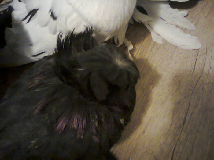 Photo0422 - tobosari de buhara