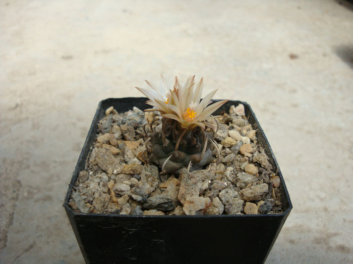Turbinicarpus schmiedickeanus ssp. klinkerianus  (Backeb. & W. Jacobsen) Glass & R.A. Foster 1977