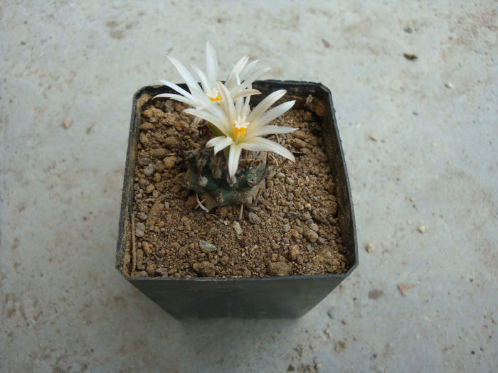 Turbinicarpus schmiedickeanus ssp. klinkerianus
