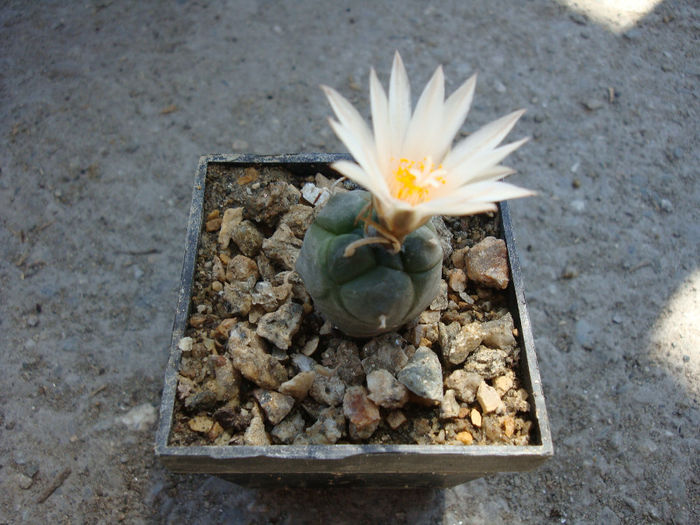 Turbinicarpus schmiedickeanus ssp. rioverdensis   (G. Frank) J. L