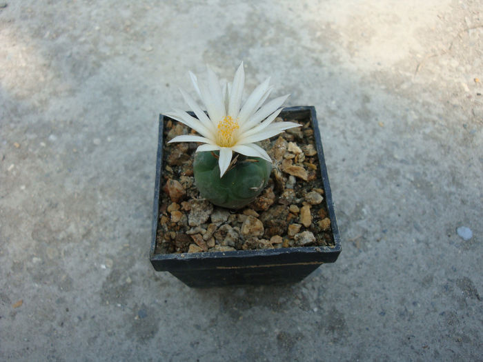 Turbinicarpus schmiedickeanus ssp. rioverdensis  (G. Frank) J. L