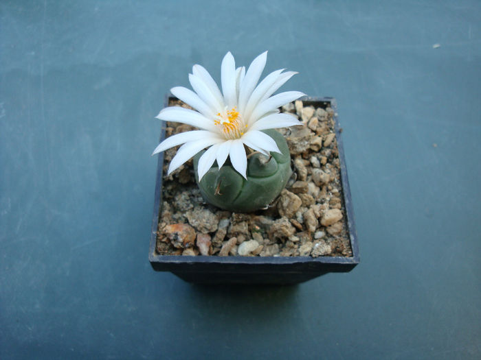 Turbinicarpus schmiedickeanus ssp. rioverdensis (G. Frank) J. L