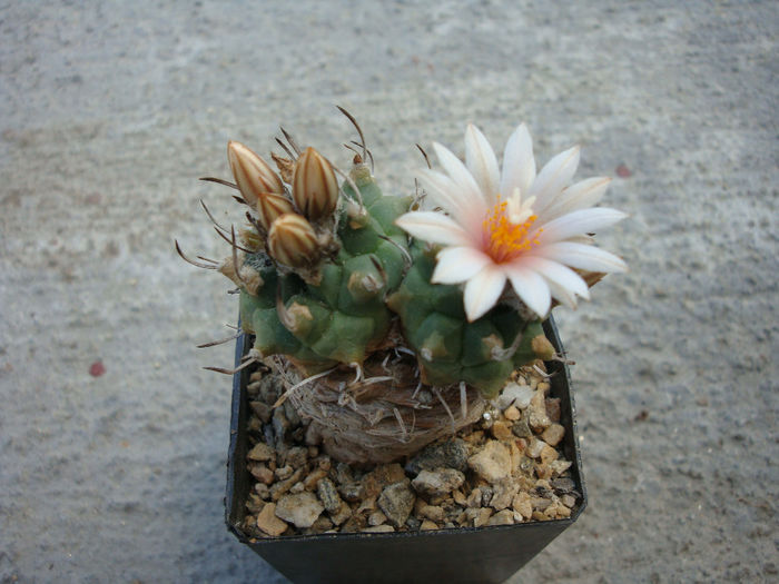 Turbinicarpus schmiedickeanus ssp. schwarzii     (Shurly) N.P.Taylor. 1998