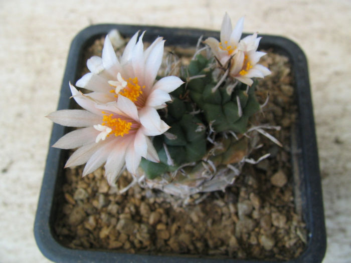 Turbinicarpus schmiedickeanus ssp. schwarzii    (Shurly) N.P.Taylor. 1998