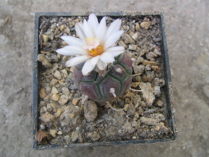Turbinicarpus schmiedickeanus ssp. schwarzii   (Shurly) N.P.Taylor. 1998