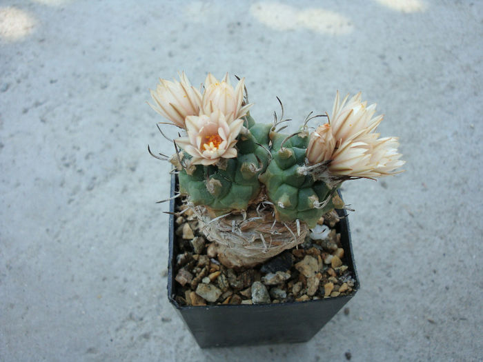 Turbinicarpus schmiedickeanus ssp. schwarzii (Shurly) N.P.Taylor. 1998 - Genul Turbinicarpus