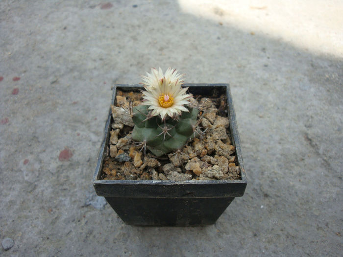 Turbinicarpus swobodae Diers & Esteves 1987