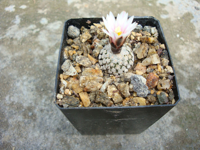 Turbinicarpus valdezianus  var. albiflorum  (H.Moeller) Sticla & RAFoster - Genul Turbinicarpus