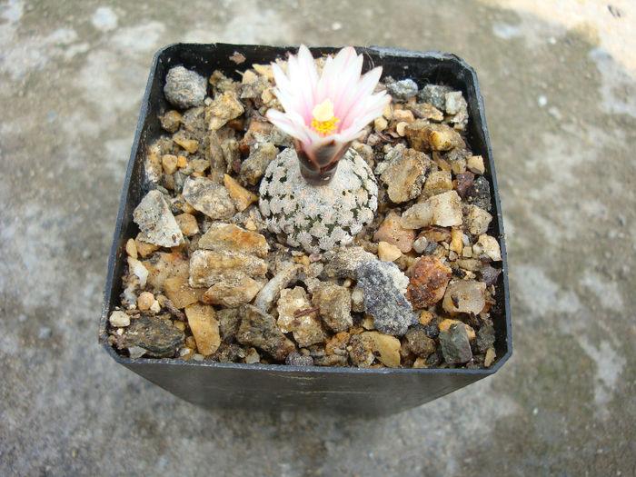 Turbinicarpus valdezianus  var. albiflorum (H.Moeller) Sticla & RAFoster - Genul Turbinicarpus