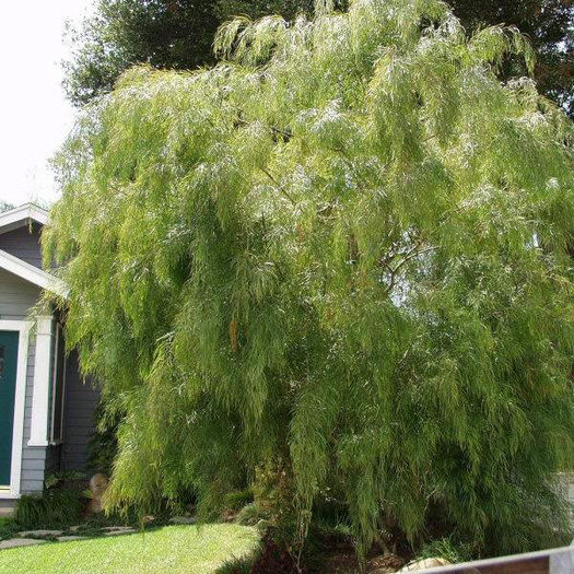 Acacia_cognota2