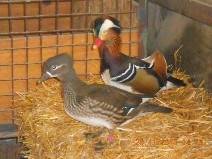 DSCN4897 - RATE MANDARINE STANDARD