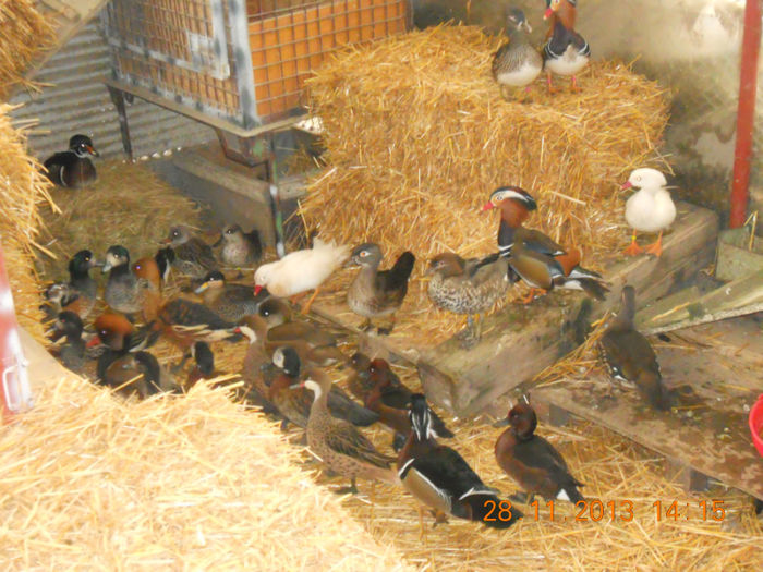 DSCN4894 - Pasari De Apa