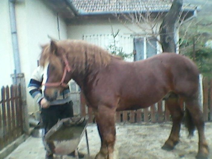 narcis; 3 ani jumate
