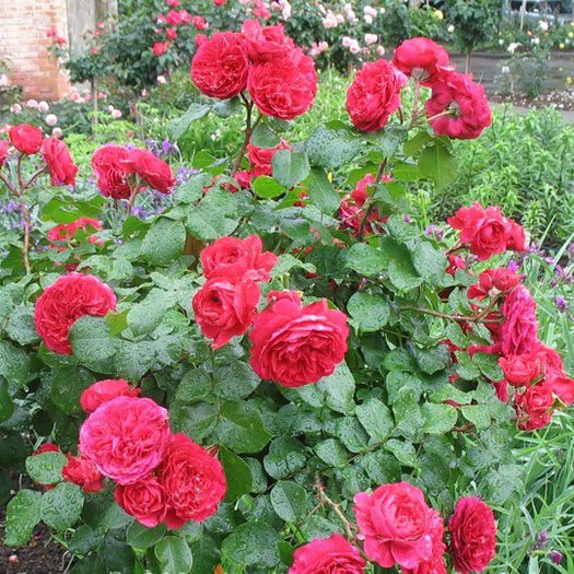 Red Leonardo Da Vinci..