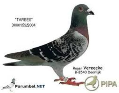 porumbel22 - imi place