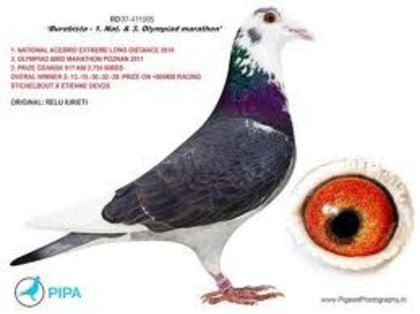 porumbel42 - imi place