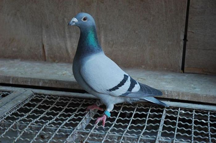 porumbel58 - imi place