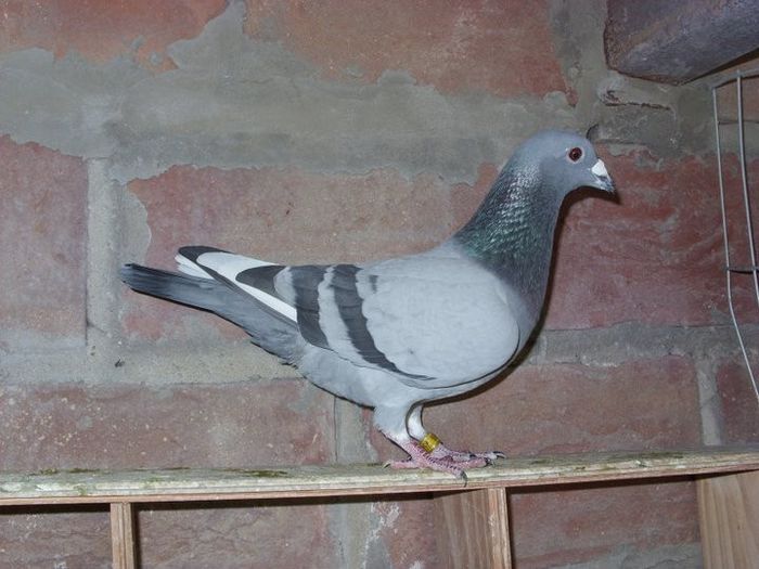 porumbel78 - imi place