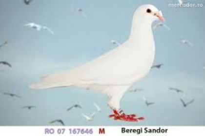 desc%u0103rcare - imi place