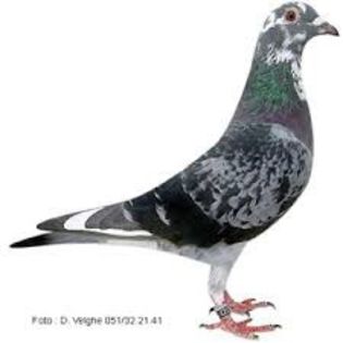 images (9) - imi place