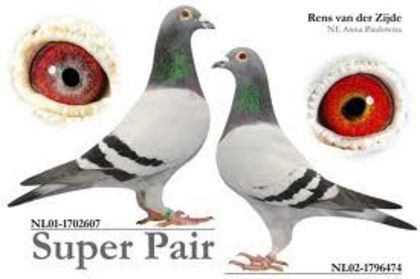 porumbel8 - imi place