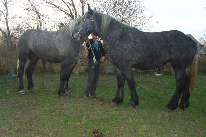 iepe percheron vandut