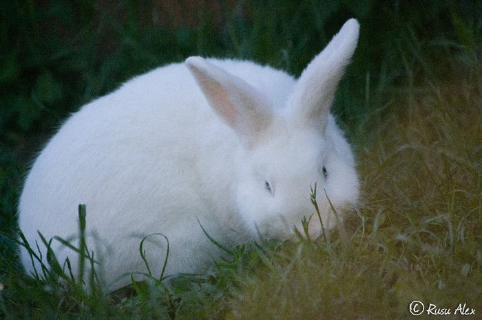_DSC9834