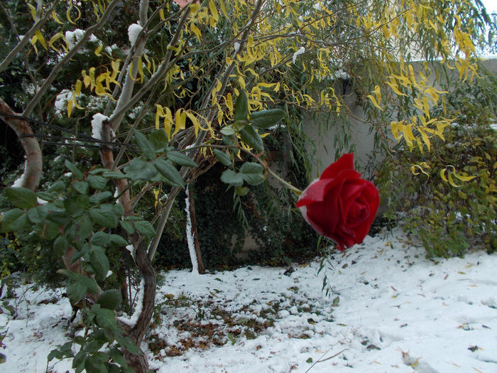DSCN1117[1]; ultimul trandafir 2013
27.11.2013
