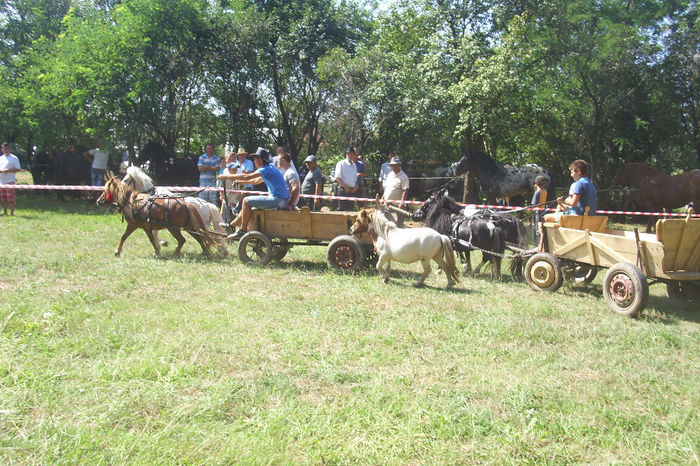 Picture 830 - Expozitia de cai 17-08-2013